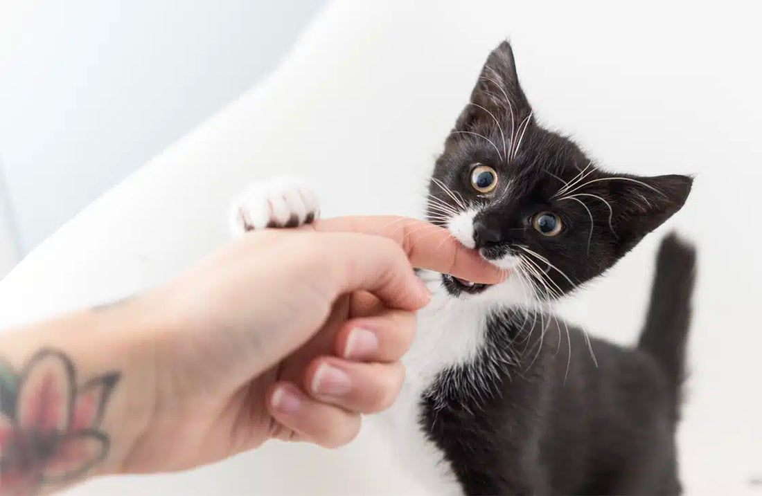 Why Do Cats Bite
