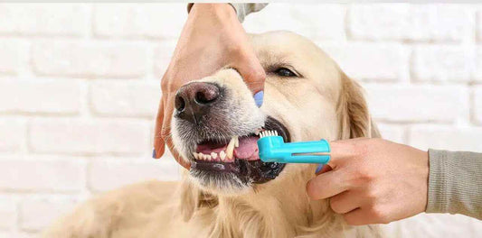 What to Do If Your Dog Refuses Tooth Brushing? Gentle Alternatives and Smart Solutions - Velvet Paw