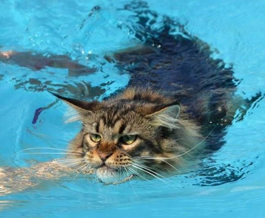 Cats Afraid of Water