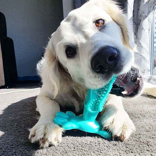 Pup Toothbrush – Safe, Fun, and Effective Dog Dental Chew Toy for Healthier Teeth and Fresher Breath - Velvet Paw