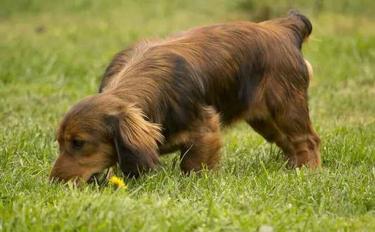 Why Letting Your Dog Sniff During Walks Can Actually Help Them Live Longer - Velvet Paw