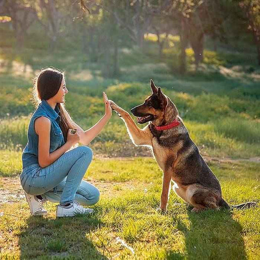 10 Things Dogs Secretly Hate (But Tolerate Out of Love) - Velvet Paw