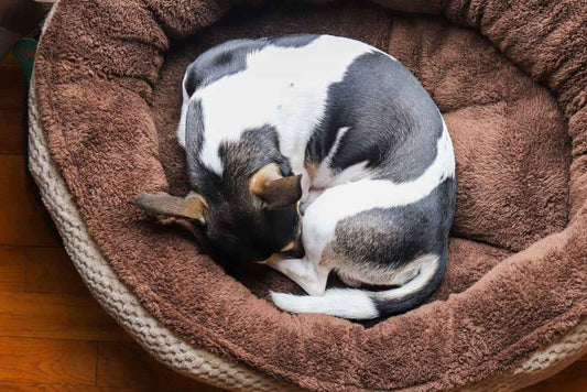Why Does My Dog Spin in Circles Before Lying Down? Ancient Instinct or Just Habit? - Velvet Paw