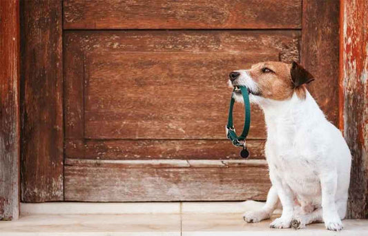 How to Choose the Right Dog Collar: A Complete Guide for Pet Parents - undefined