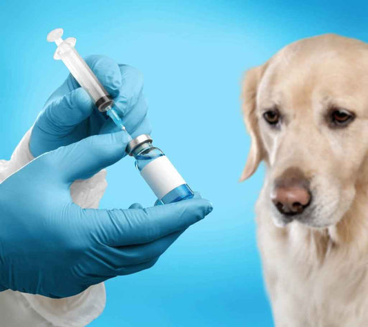 How to Give Your Dog an Injection: A Life-Saving Guide for Pet Owners - Velvet Paw