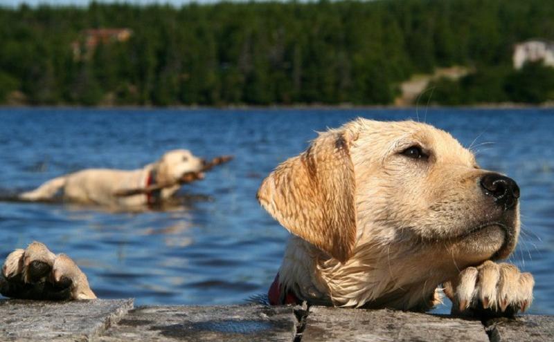 Outdoor Dog Bathing