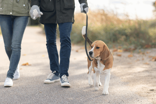 How to Stop Your Dog from Running Away on Walks: A Gentle and Effective Guide
