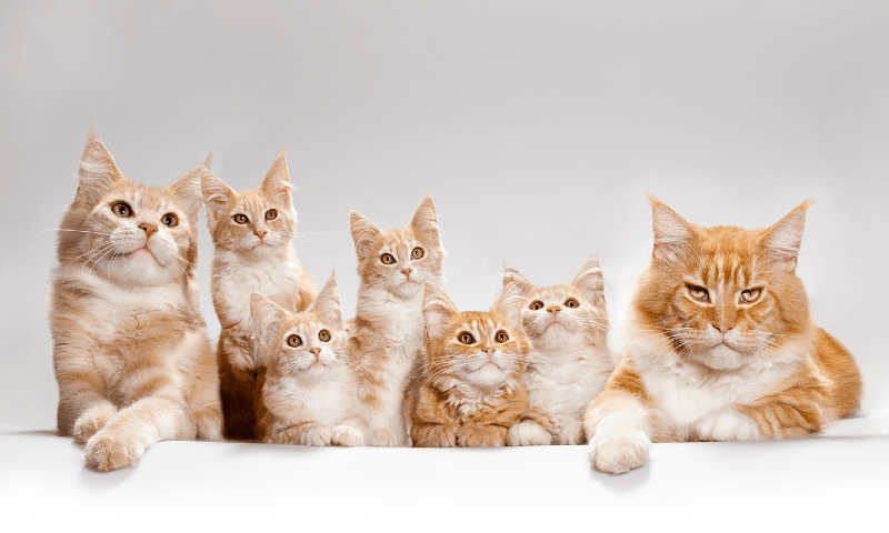 When Do Cats Mature