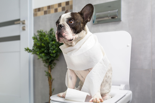 Diarrhea in Dogs