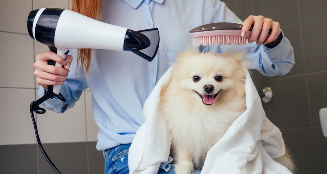 How to Properly Dry a Dog’s Ears