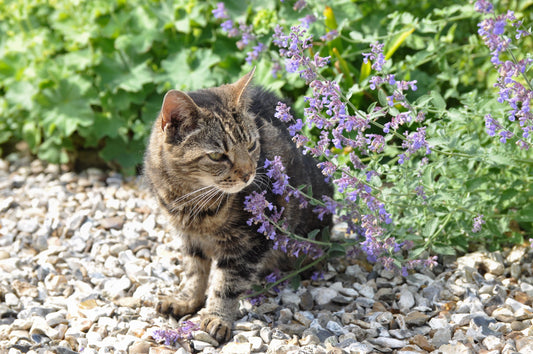 What Is Catnip?