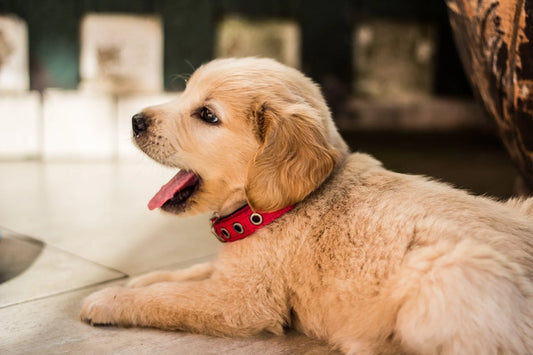 Your Home for a New Puppy