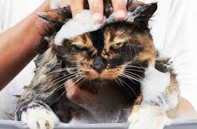 Full Guide for Cat Owners