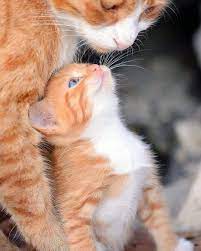 How Long Do Cats Live