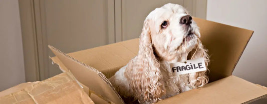 Helping Your Pet Adjust After a Move