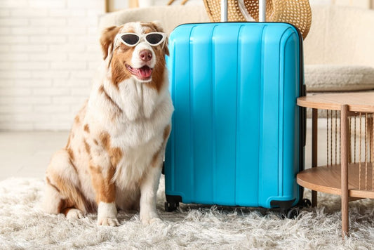 Traveling with Your Pet