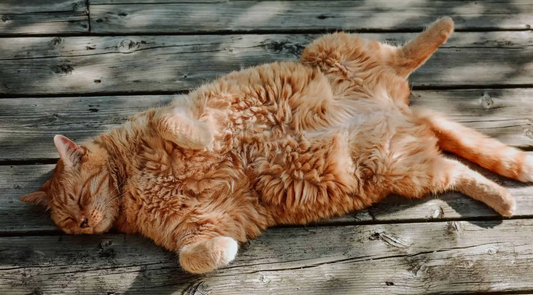 Cat Mats Explained: What Causes Them and How to Remove Them Safely at Home