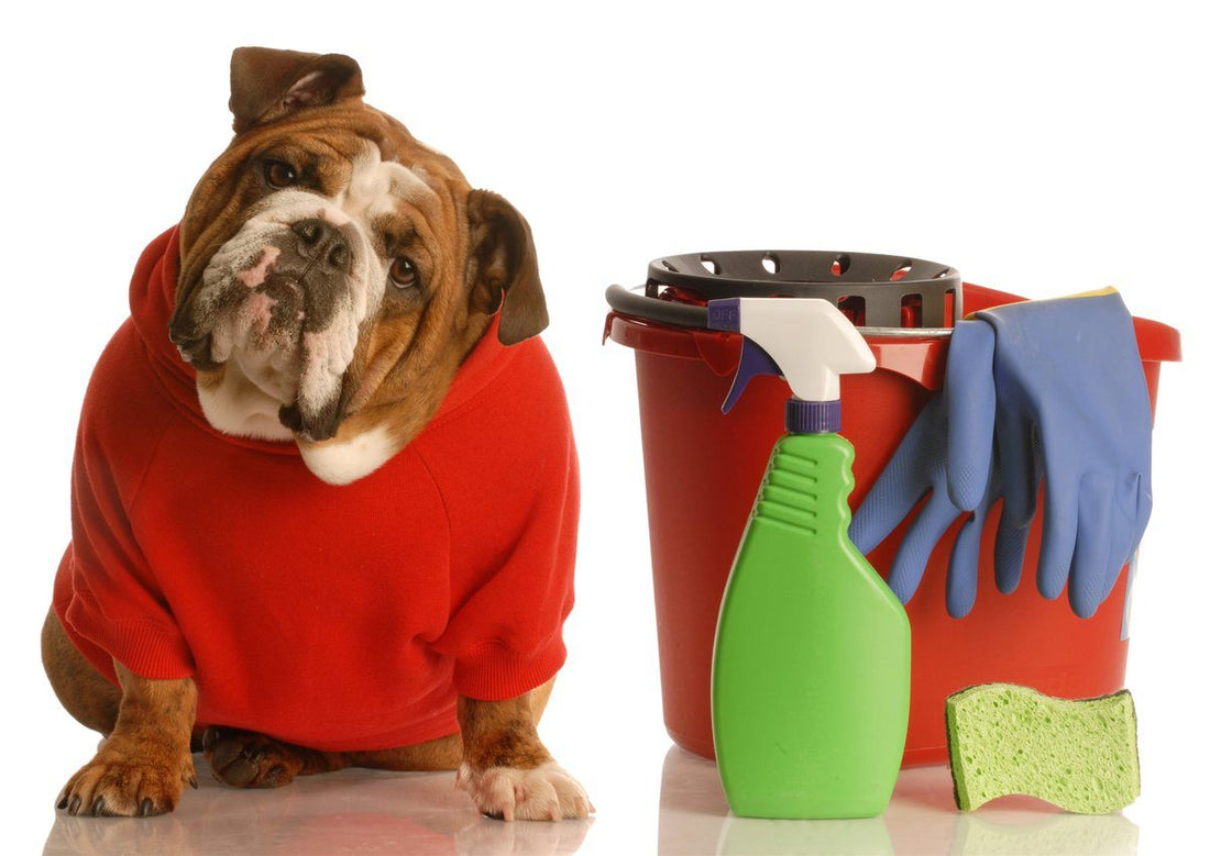 Dog Smell in Your Home