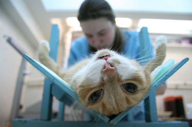 When Should You Spay Your Cat