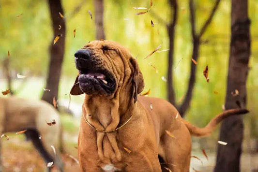 Why Is My Dog Sneezing? Causes, Home Remedies, and When to See a Vet - Velvet Paw