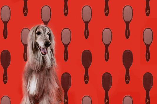 Why You Should Brush Your Dog – And What Happens If You Don’t - Velvet Paw