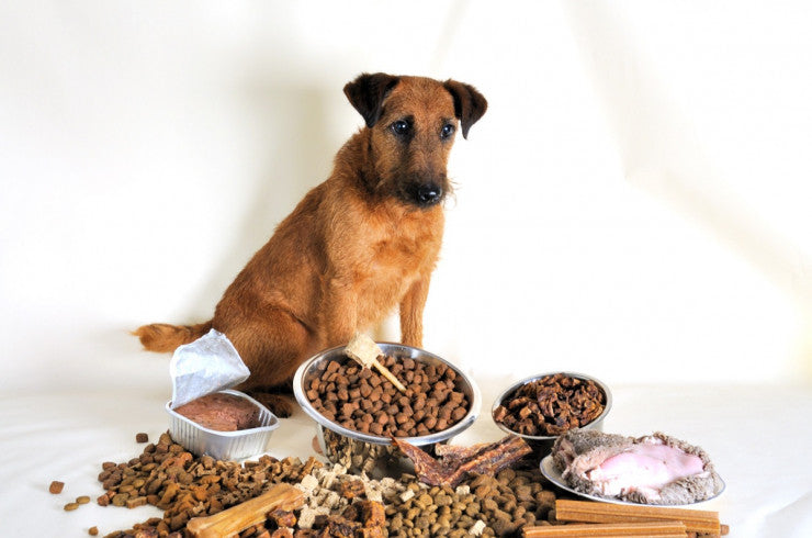 Dog Might Refuse Food