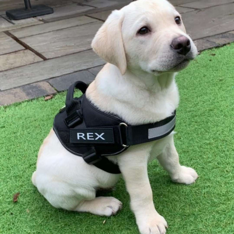Harnesses
