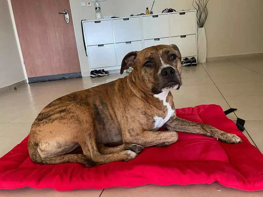 Portable Waterproof Dog Mat Bed