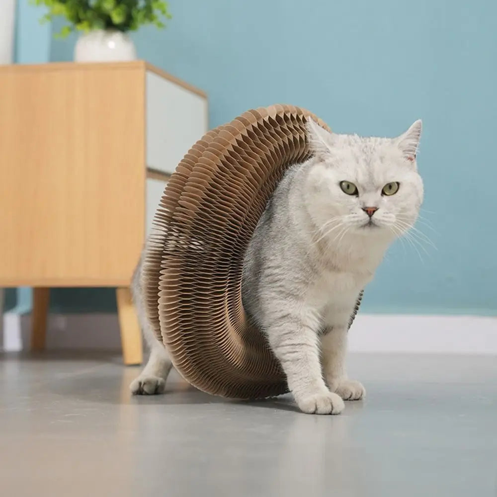 Cat using a cardboard wheel toy on a light-colored floor.