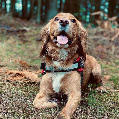 Dog Harness